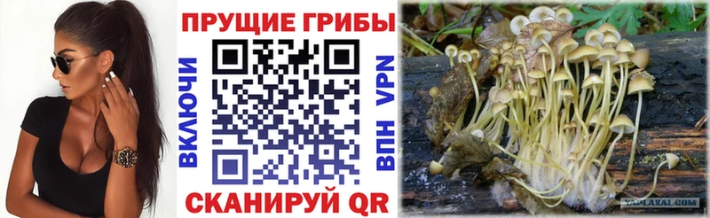 Купить  Козьмодемьянск  Псилоцибиновые грибы Cubensis 